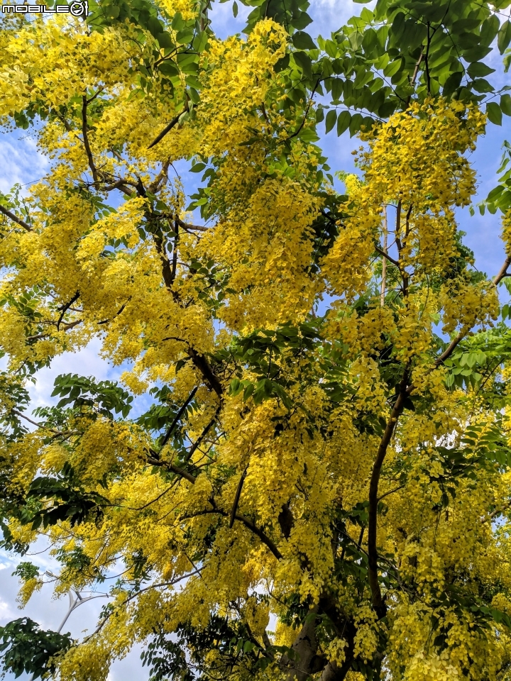 阿勃勒 台南市仁德區台南都會公園 05/31