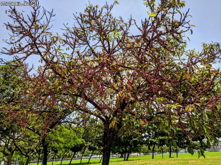 潺槁樹 台南市安平區湖濱水鳥公園 05/19