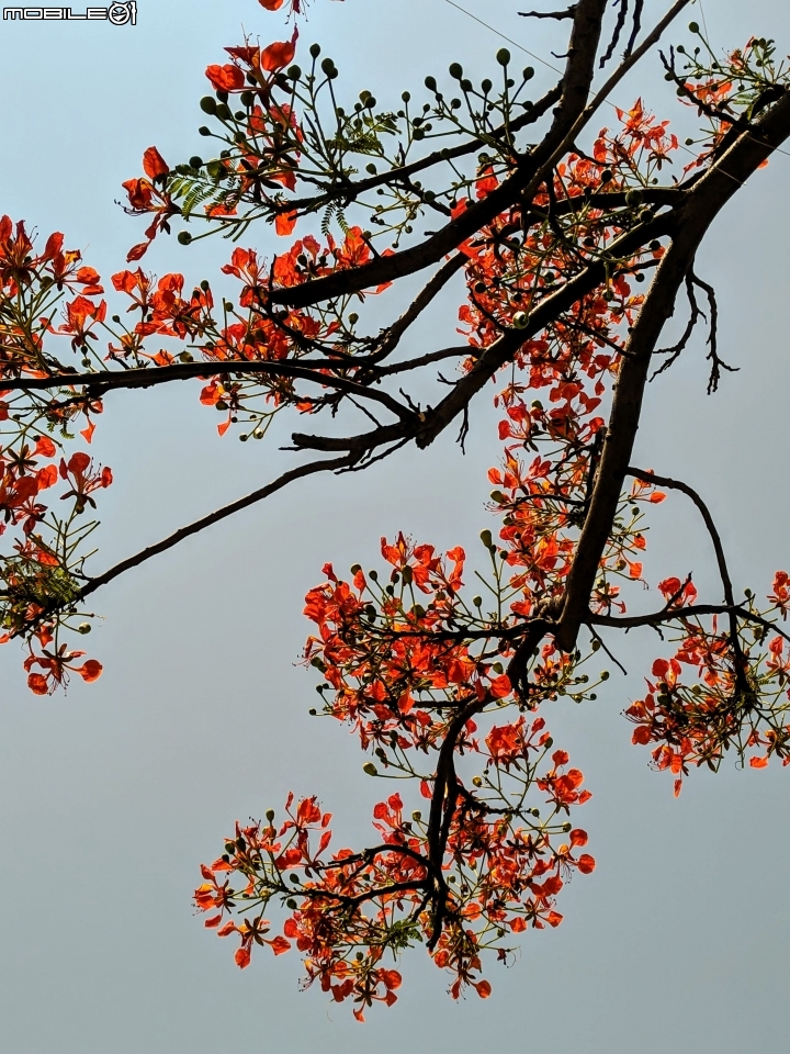 鳳凰花 台南市安平區 05/05
