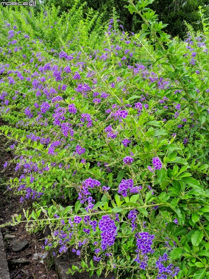 白茅+蕾絲金露花 嘉義市西區二二八國家紀念公園 05/24
