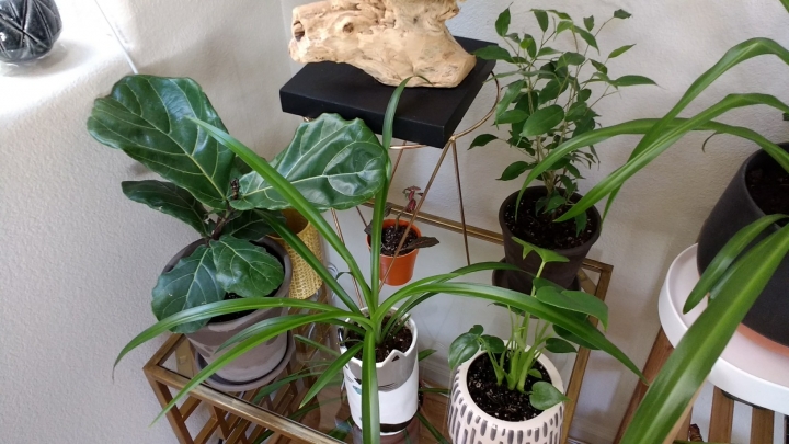 熱帶植物 \ 多肉 \ 仙人掌分享