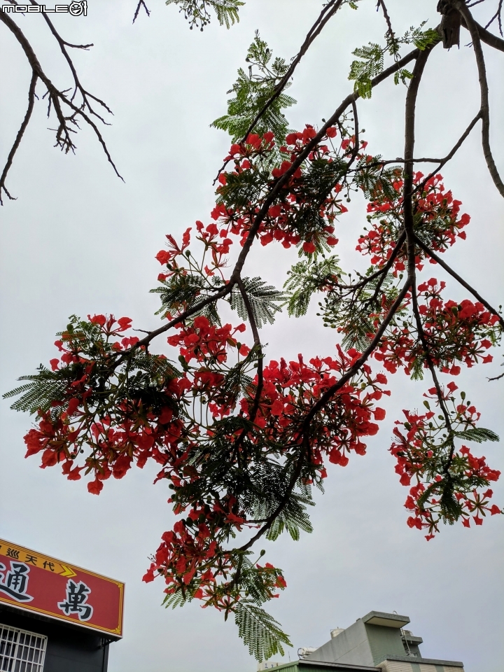 鳳凰花 台南市安平區 05/05