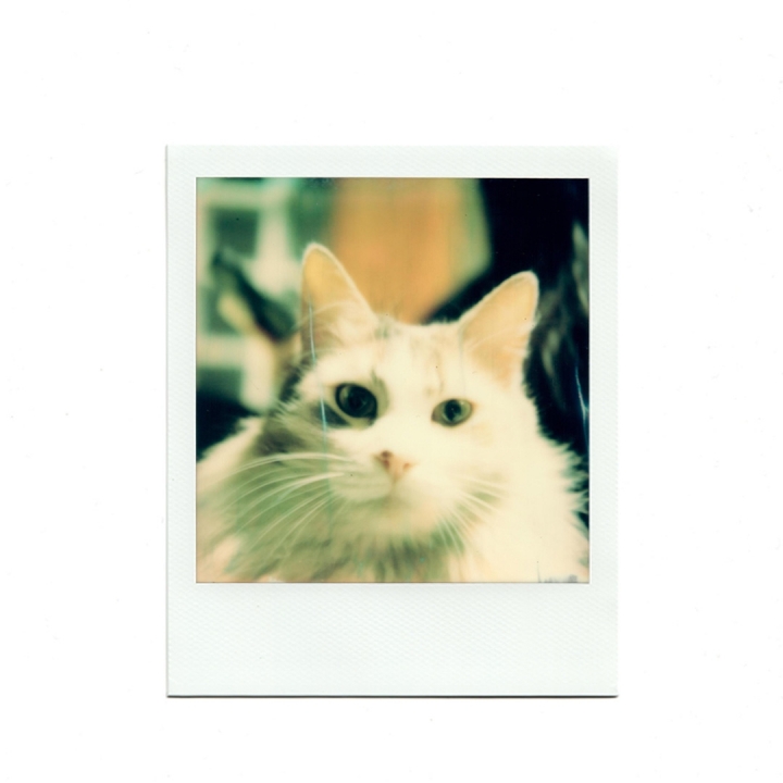 [分享]Nikon F3/ Polaroid SX70