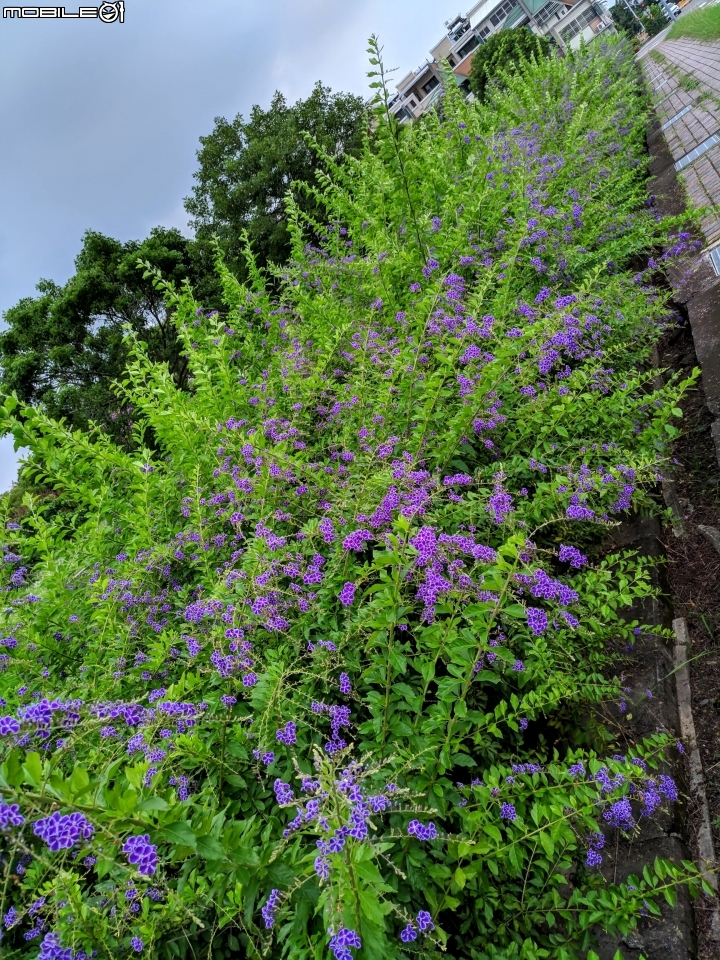 白茅+蕾絲金露花 嘉義市西區二二八國家紀念公園 05/24