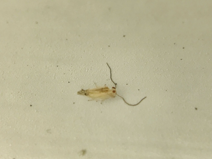請問這是什麼蟲蟲？