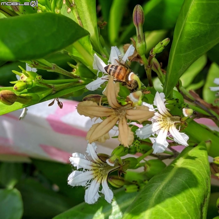 潺槁樹 台南市安平區湖濱水鳥公園 05/19