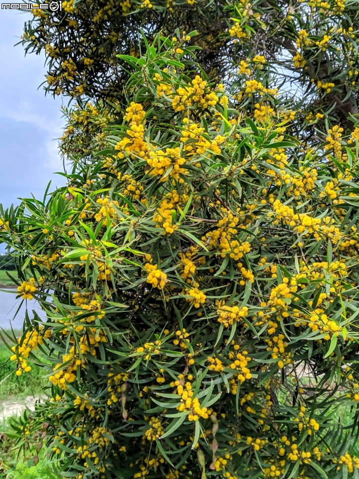 潺槁樹 台南市安平區湖濱水鳥公園 05/19
