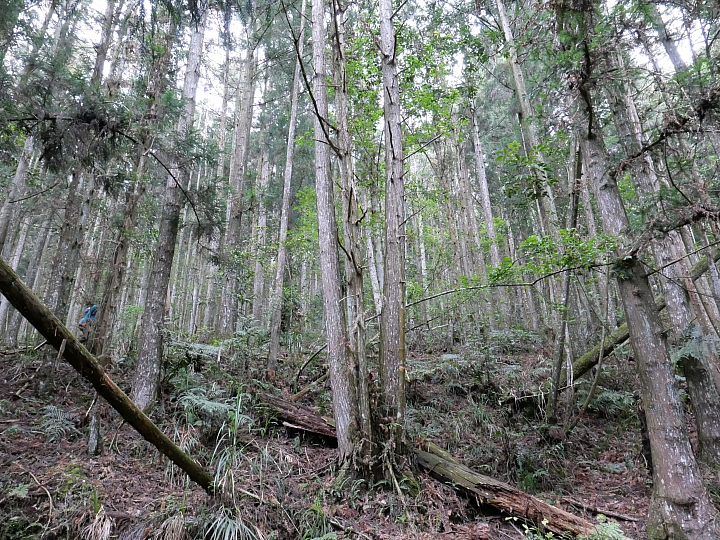 二日武界上卓社大山(全程走稜線不經V斷跟紅磚屋)