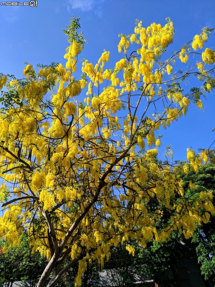 阿勃勒 台南市仁德區台南都會公園 05/31