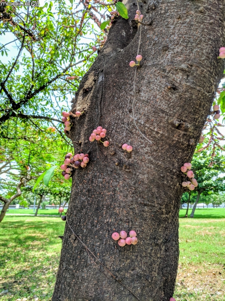 潺槁樹 台南市安平區湖濱水鳥公園 05/19