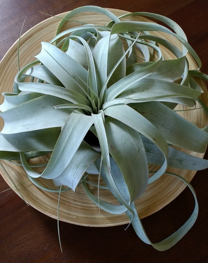 熱帶植物 \ 多肉 \ 仙人掌分享