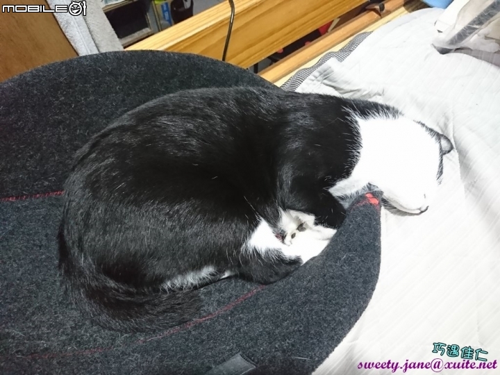 [開箱] Lifeapp寵愛貓窩cat cave
