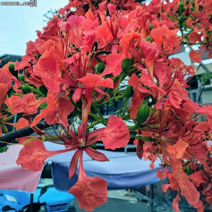鳳凰花 台南市安平區 05/05