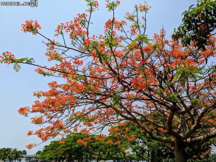 鳳凰花 台南市安平區 05/05