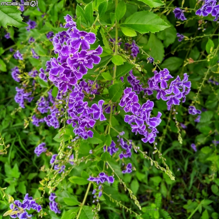 白茅+蕾絲金露花 嘉義市西區二二八國家紀念公園 05/24