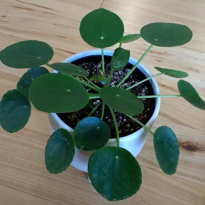 熱帶植物 \ 多肉 \ 仙人掌分享