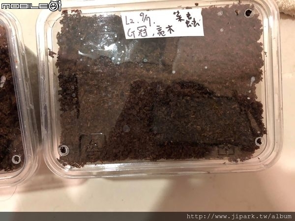 點我看大圖 雞冠細身赤鍬形蟲的繁殖與飼養-(Cyclommatus mniszechi )