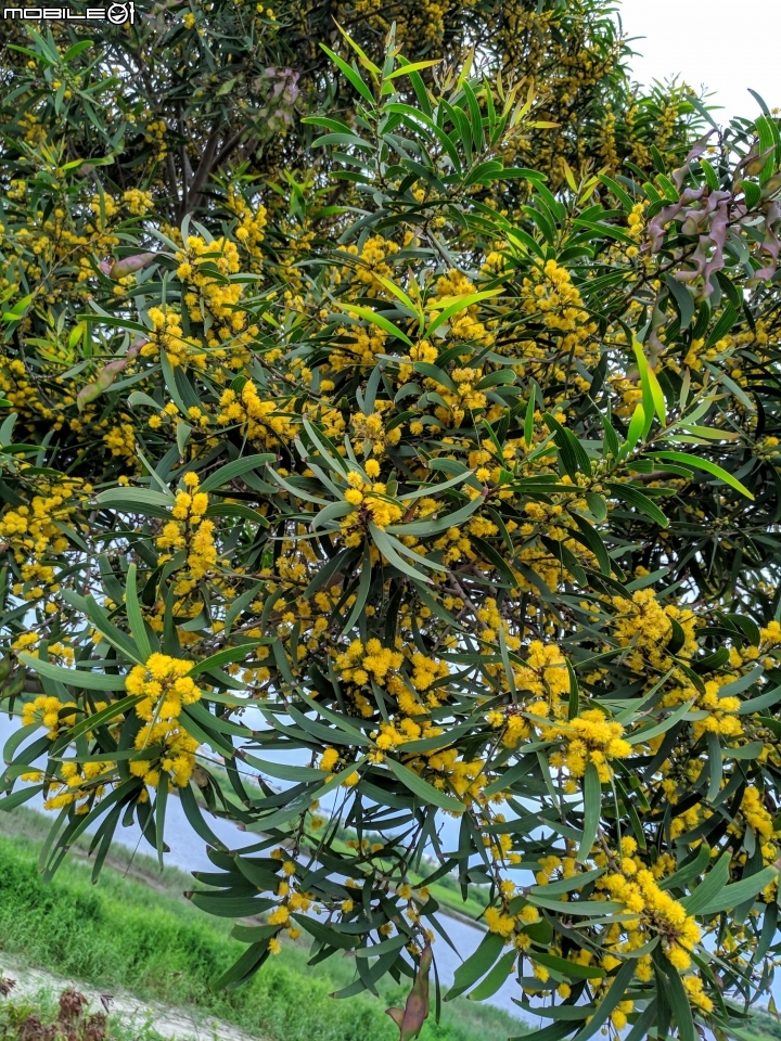 潺槁樹 台南市安平區湖濱水鳥公園 05/19