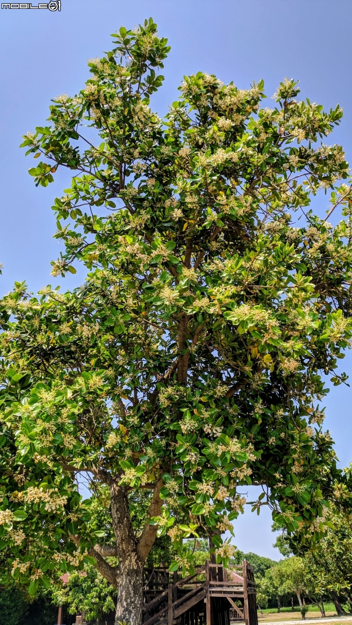 瓊崖海棠 台南市安平區湖濱水鳥公園 05/12