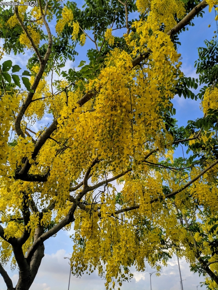 阿勃勒 台南市仁德區台南都會公園 05/31