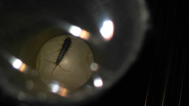 請問這是什麼？??