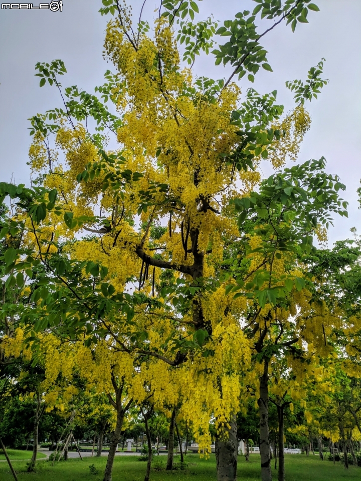阿勃勒 台南市仁德區台南都會公園 05/31