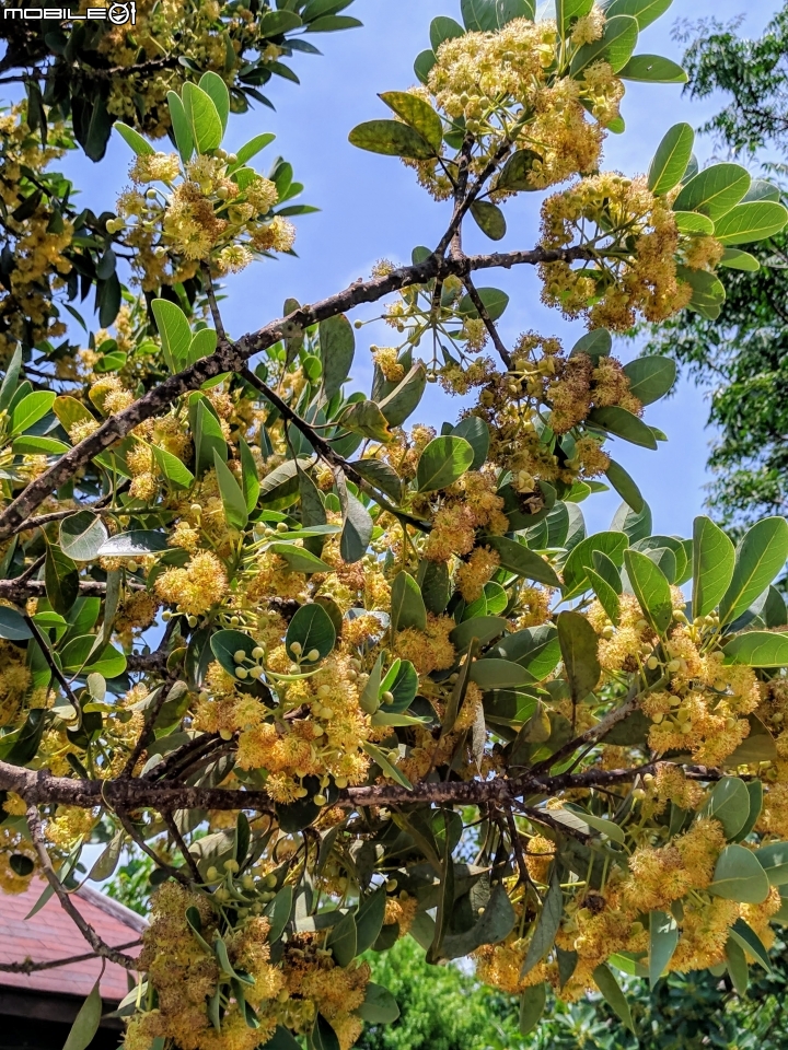 潺槁樹 台南市安平區湖濱水鳥公園 05/19