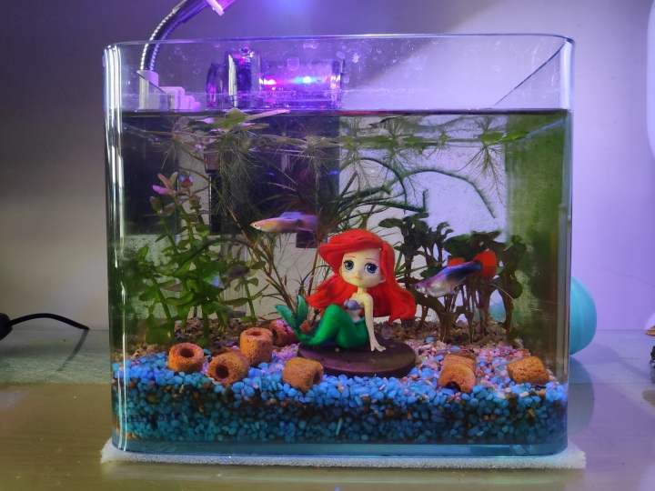 孔雀魚的問題請益