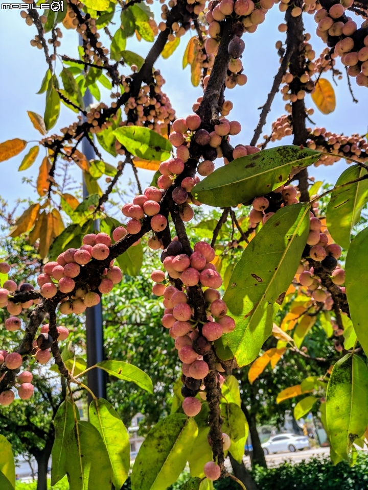 潺槁樹 台南市安平區湖濱水鳥公園 05/19