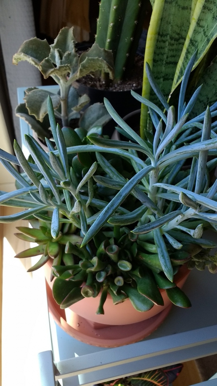 熱帶植物 \ 多肉 \ 仙人掌分享