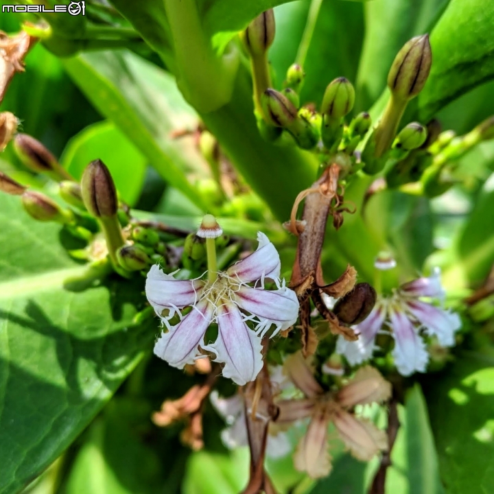 潺槁樹 台南市安平區湖濱水鳥公園 05/19