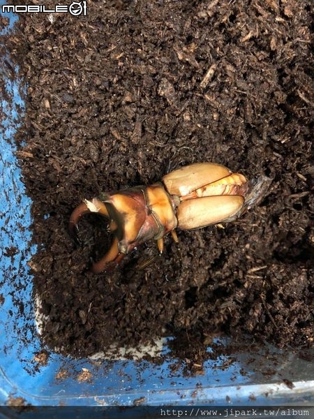 點我看大圖 雞冠細身赤鍬形蟲的繁殖與飼養-(Cyclommatus mniszechi )