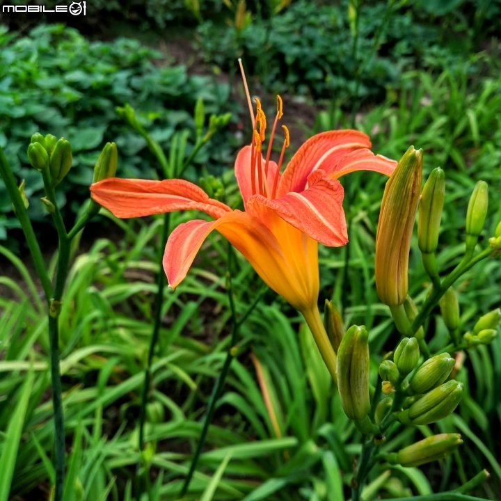 鳳凰花 台南市安平區 05/05