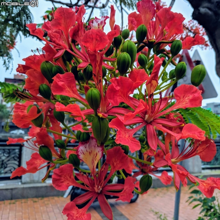 鳳凰花 台南市安平區 05/05