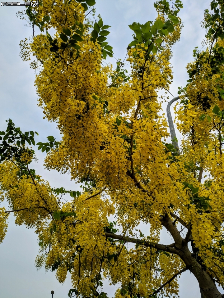 布袋蓮 台南市仁德區港尾溝溪滯洪池 05/01