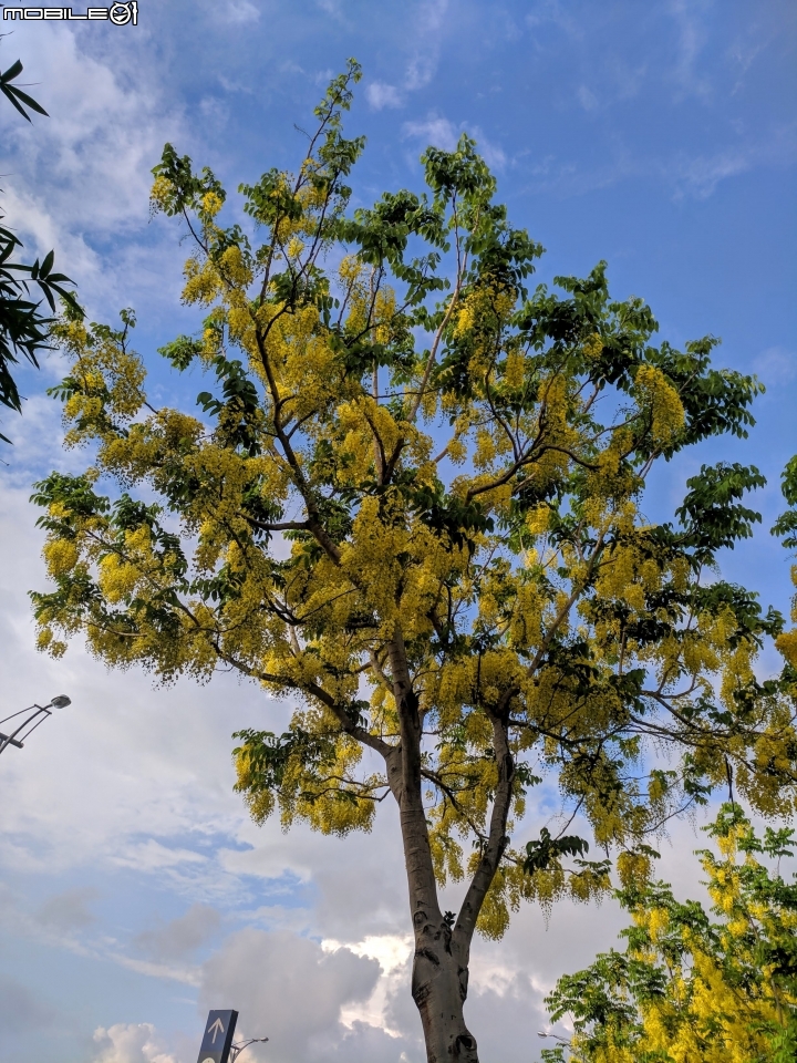 阿勃勒 台南市仁德區台南都會公園 05/31
