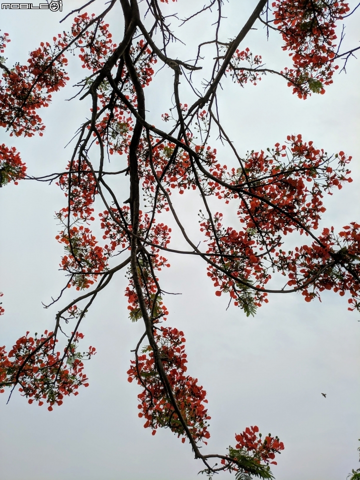 鳳凰花 台南市安平區 05/05