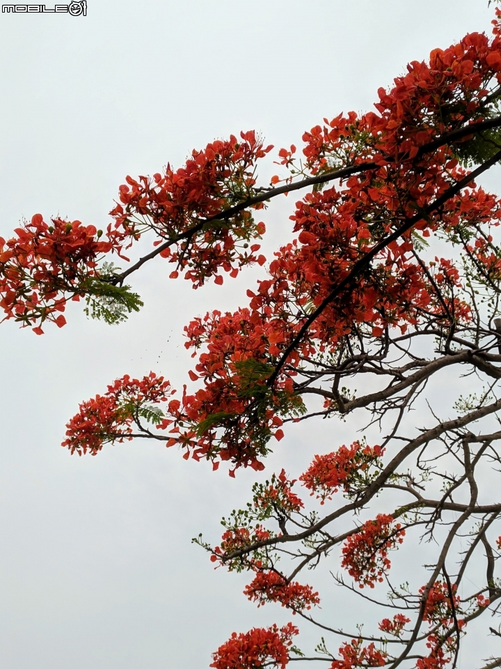 鳳凰花 台南市安平區 05/05