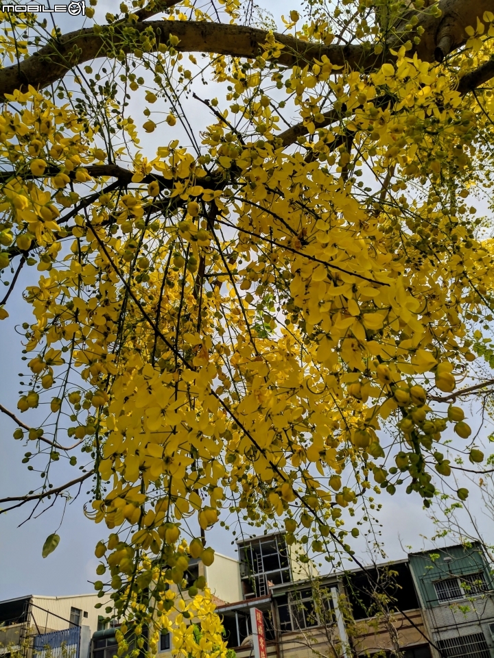 阿勃勒 台南市仁德區中山路 05/12