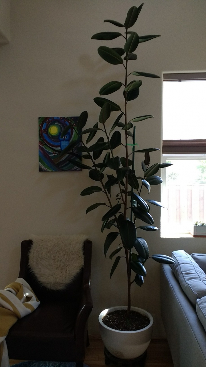 熱帶植物 \ 多肉 \ 仙人掌分享