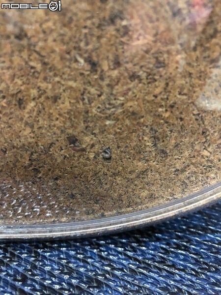 點我看大圖 雞冠細身赤鍬形蟲的繁殖與飼養-(Cyclommatus mniszechi )
