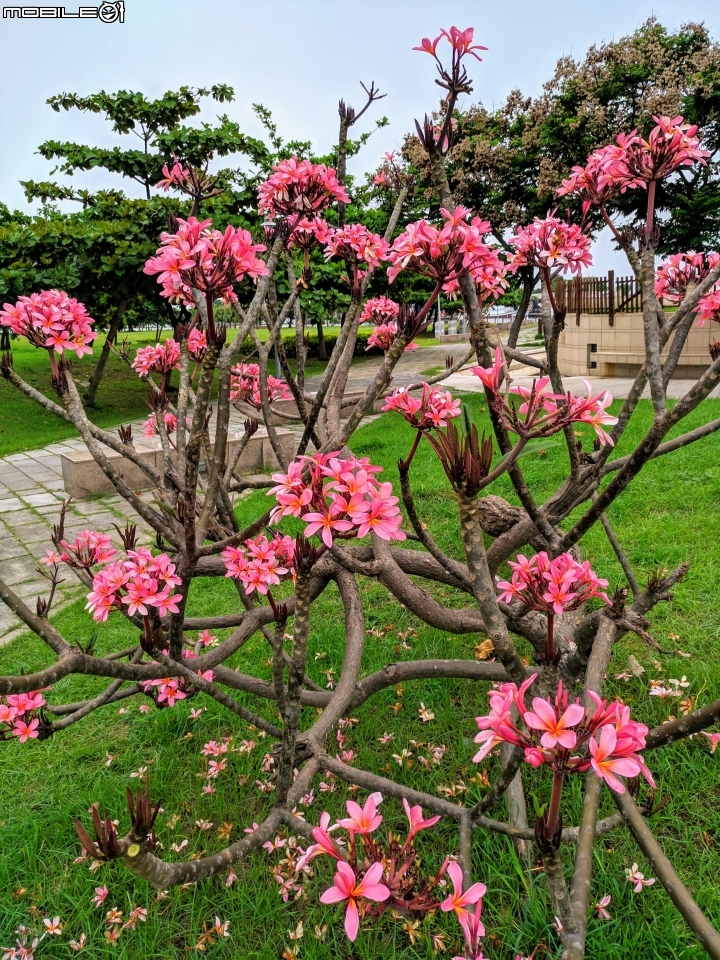 鳳凰花 台南市安平區 05/05