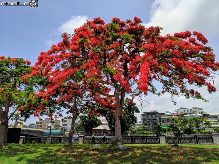 鳳凰花 台南市官田區縣道176 05/17