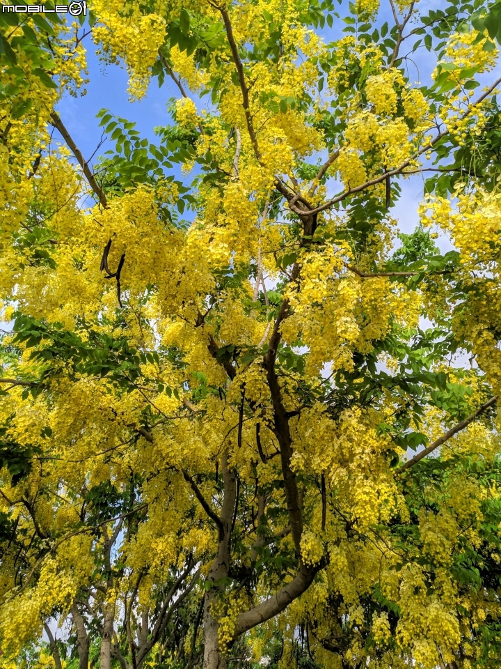阿勃勒 台南市仁德區台南都會公園 05/31