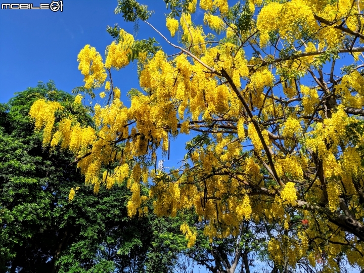 阿勃勒 台南市仁德區台南都會公園 05/31