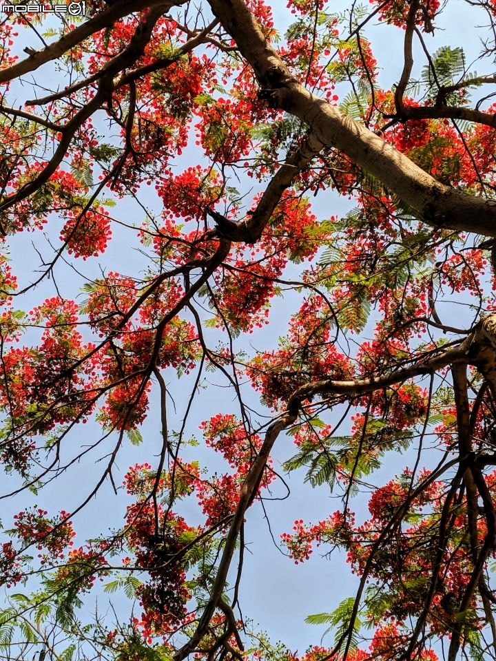 鳳凰花 台南市安平區 05/05