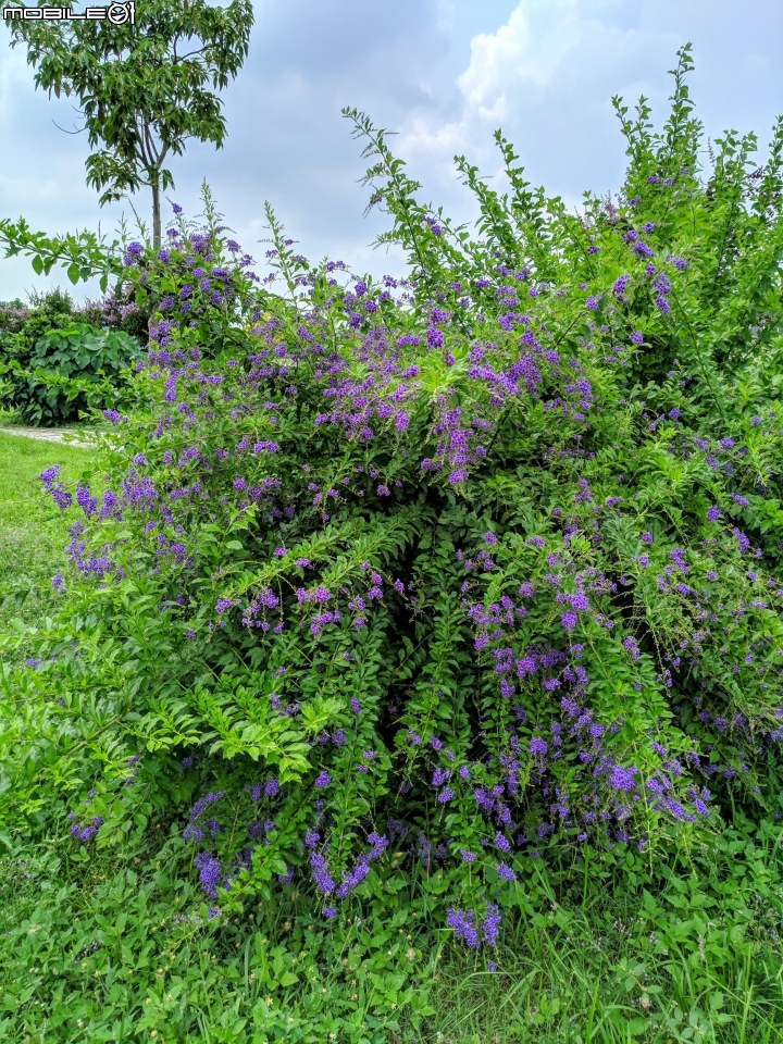 白茅+蕾絲金露花 嘉義市西區二二八國家紀念公園 05/24
