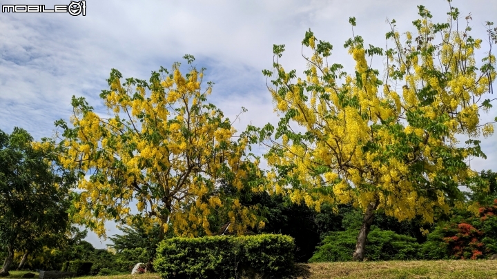 阿勃勒+紙莎草 高雄市岡山區岡山河堤公園 05/31