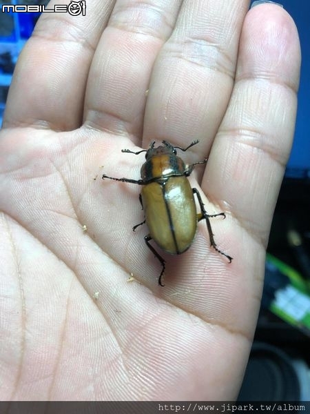 點我看大圖 雞冠細身赤鍬形蟲的繁殖與飼養-(Cyclommatus mniszechi )