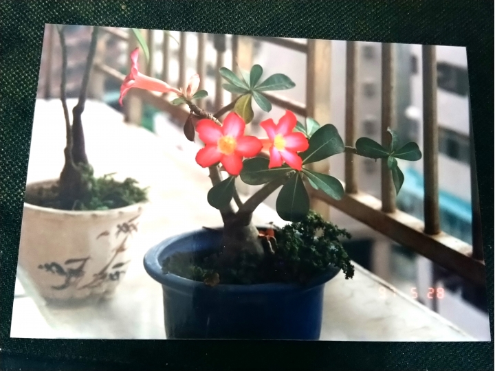 請問有誰知道這是什麼花(植物)嗎?